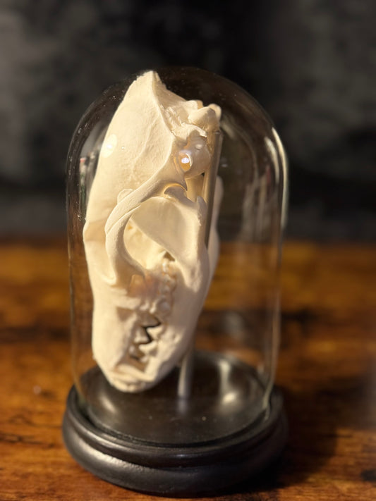 Mounted Fox Skull in Glass Dome – Taxidermy Specimen Display