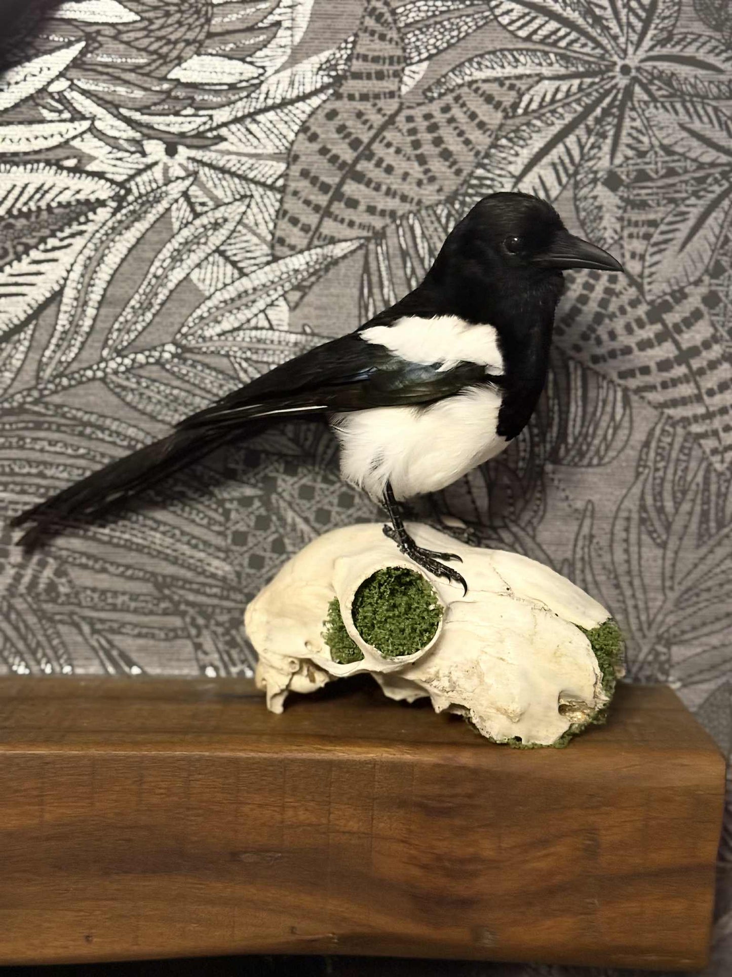 Taxidermy Magpie Mounted on Sheep Skull