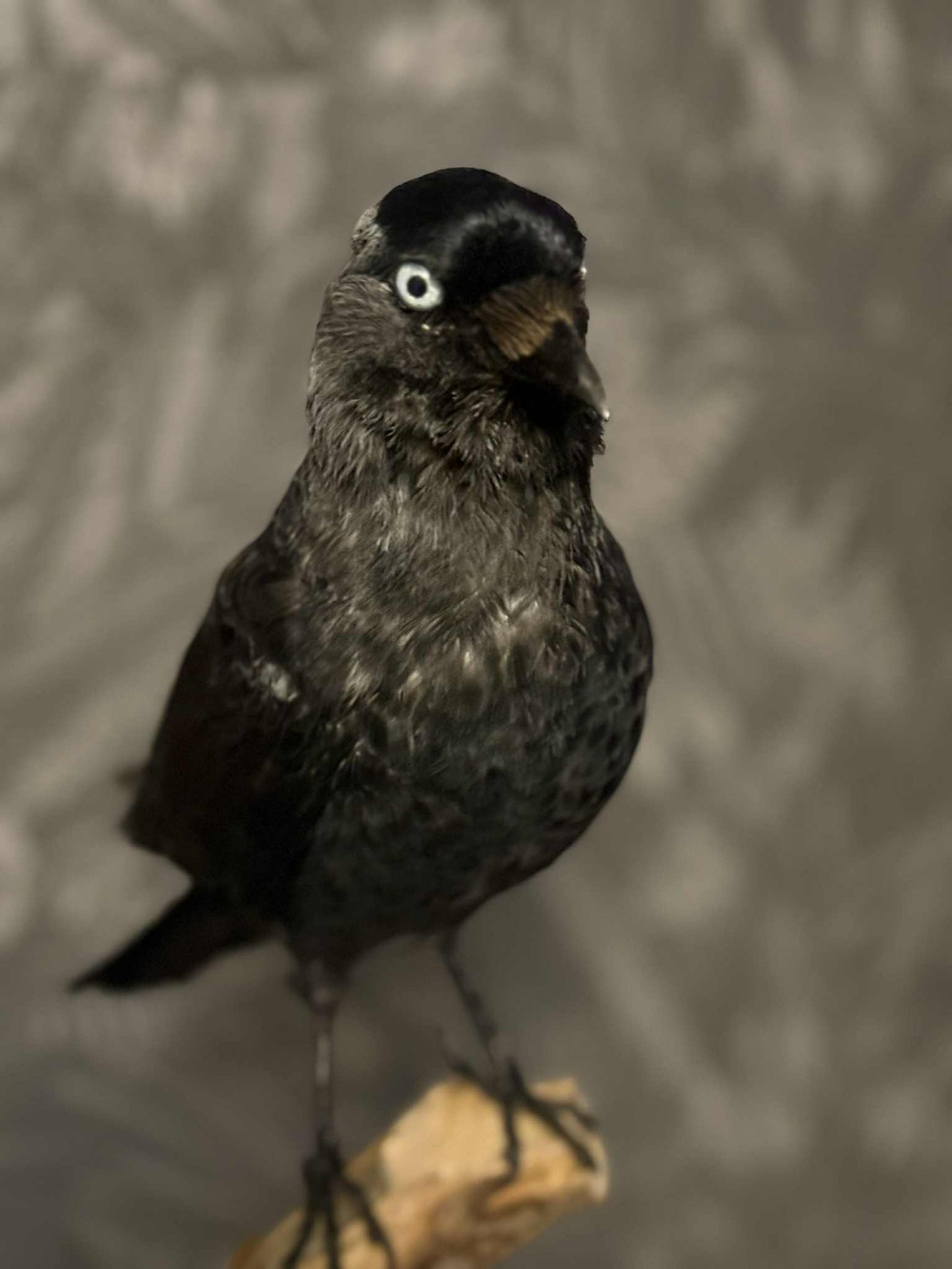 Scottish Jackdaw Taxidermy – One of a Kind