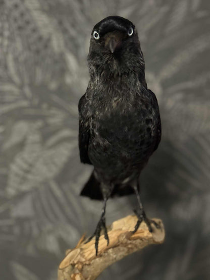 Scottish Jackdaw Taxidermy – One of a Kind