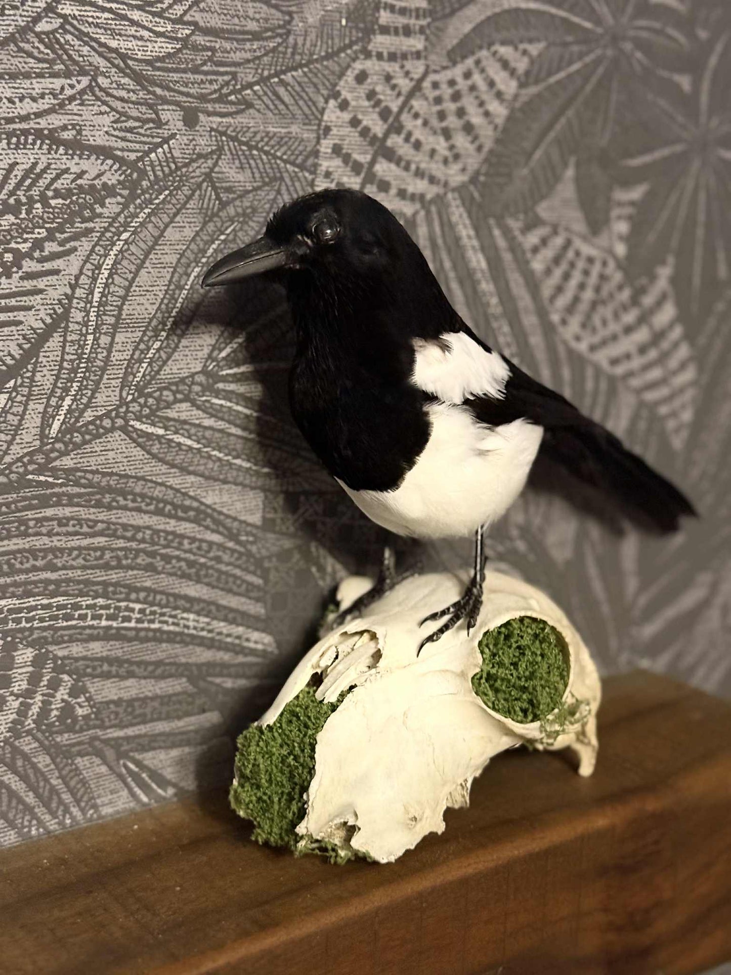 Taxidermy Magpie Mounted on Sheep Skull