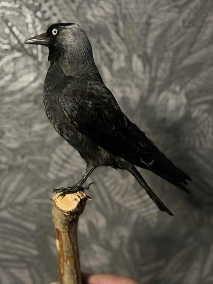 Scottish Jackdaw Taxidermy – One of a Kind