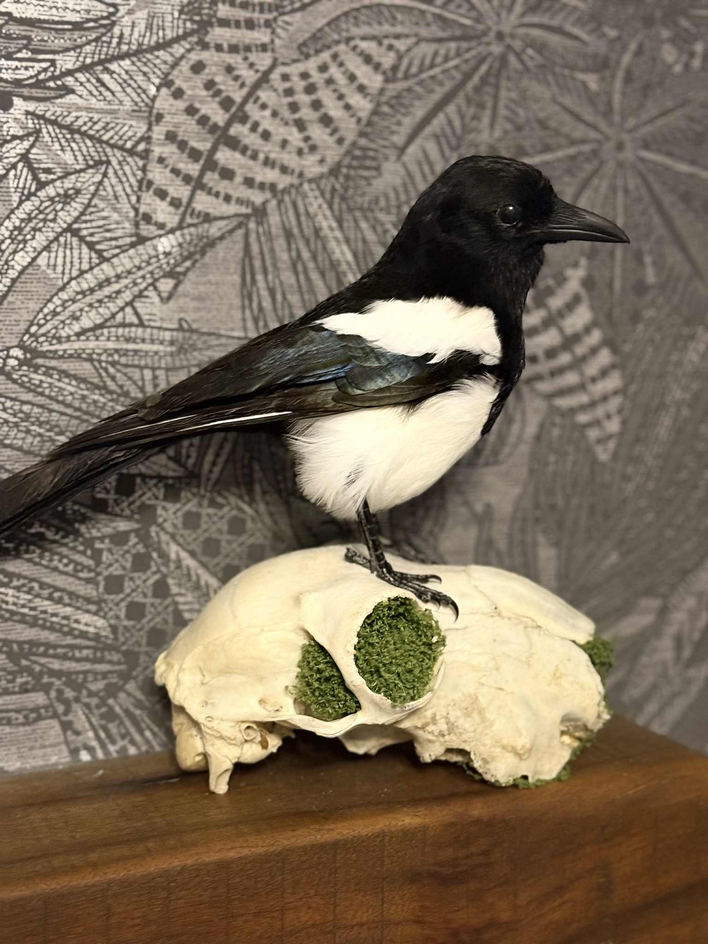 Taxidermy Magpie Mounted on Sheep Skull