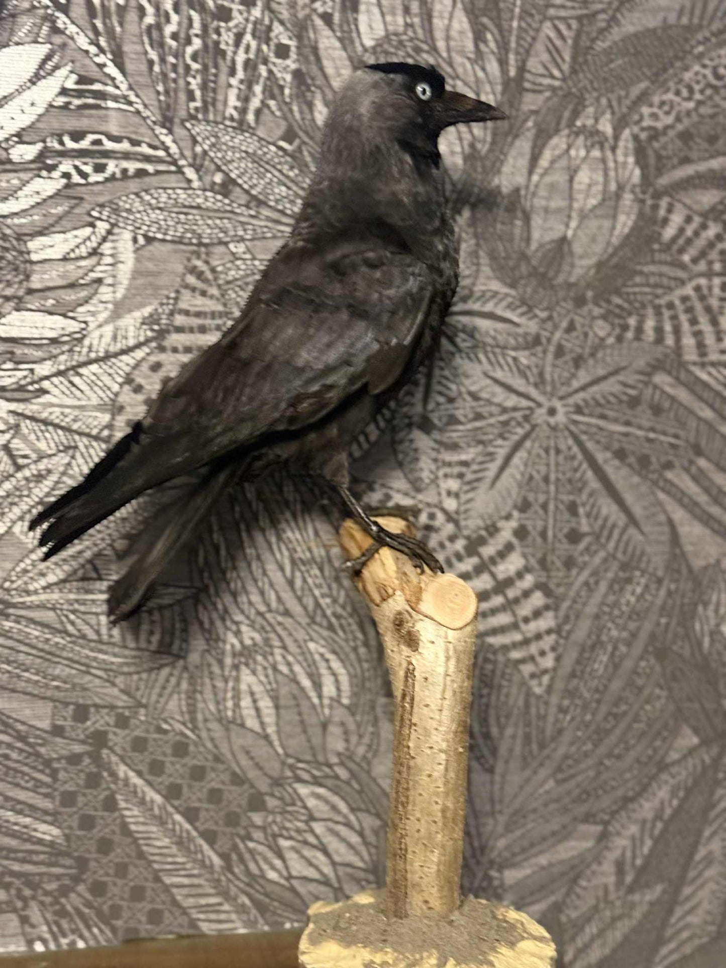 Scottish Jackdaw Taxidermy – One of a Kind
