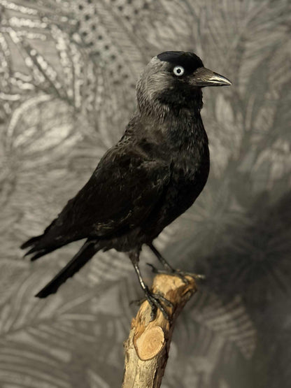 Scottish Jackdaw Taxidermy – One of a Kind