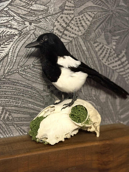 Taxidermy Magpie Mounted on Sheep Skull