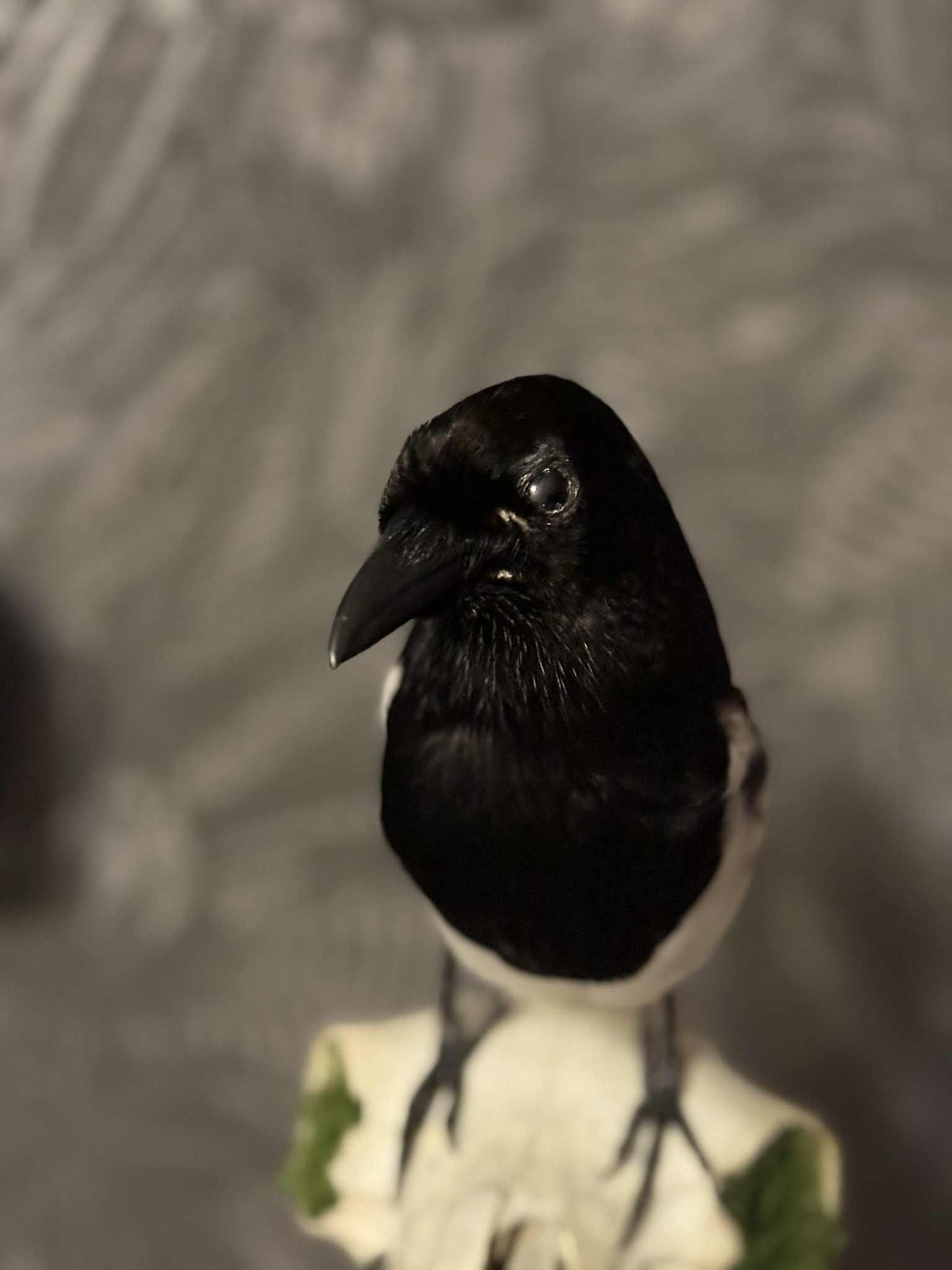 Taxidermy Magpie Mounted on Sheep Skull